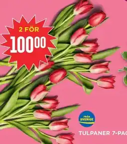 Willys Tulpaner 7-pack erbjuda