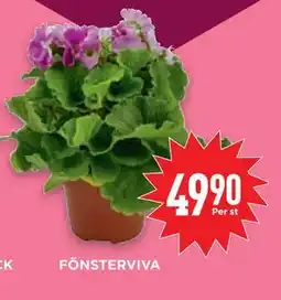 Willys Hemma FÖNSTERVIVA erbjuda