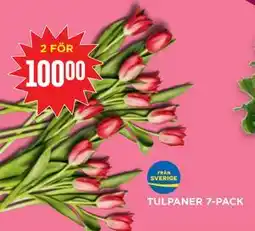 Willys Hemma TULPANER 7-PACK erbjuda