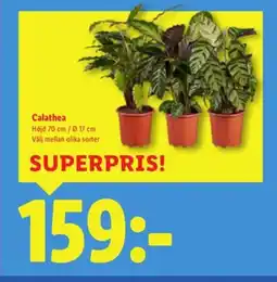 Lidl Calathea erbjuda