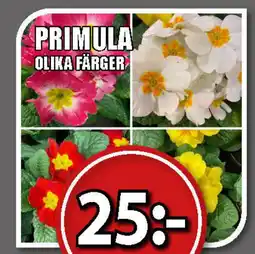 Extra Mjällby Stormarknad Primula erbjuda