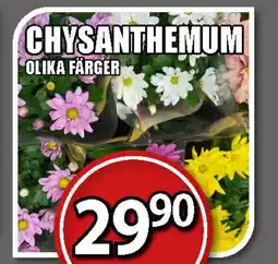 Extra Mjällby Stormarknad Chysanthemum erbjuda