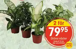 EKO Gröna växter erbjuda