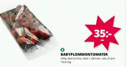 Tempo Babyplommontomater erbjuda