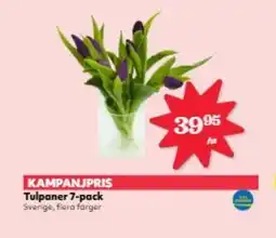 Hemköp Tulpaner 7-pack erbjuda