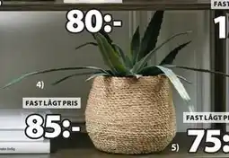 JYSK CELIUS konstväxt erbjuda