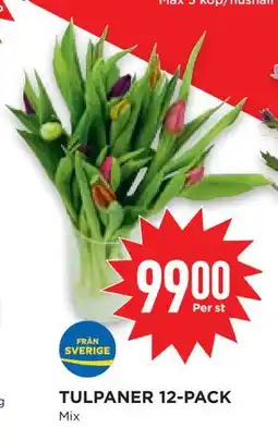 Willys Hemma TULPANER 12-PACK erbjuda