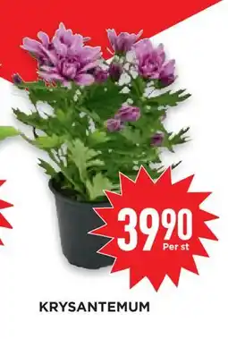 Willys Hemma KRYSANTEMUM erbjuda