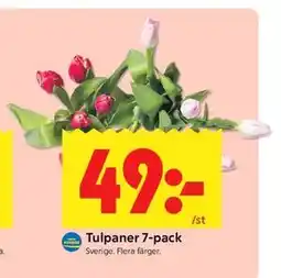 ICA Kvantum Tulpaner 7-pack erbjuda