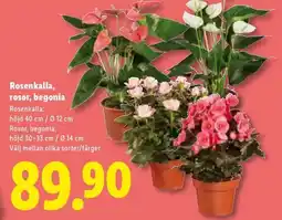 Lidl Rosenkalla, rosor, begonia erbjuda