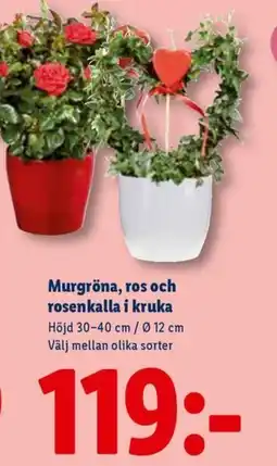 Lidl Murgröna, ros och rosenkalla i kruka erbjuda