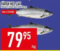 Matdax Färsk hel lax erbjuda