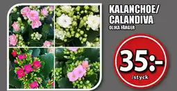 Extra Mjällby Stormarknad Kalanchoe/ calandiva erbjuda