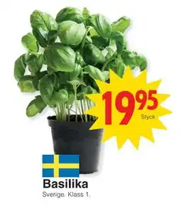 Matöppet Basilika erbjuda