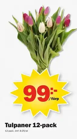 Pekås Tulpaner 12-pack erbjuda