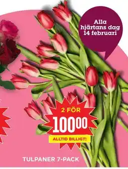 Willys Hemma TULPANER 7-PACK erbjuda