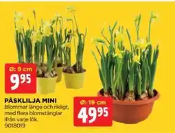 Jem&Fix PÅSKLILJA MINI erbjuda