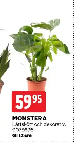 Jem&Fix MONSTERA erbjuda