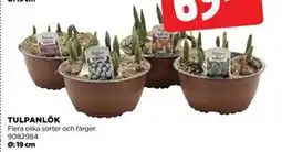 Jem&Fix TULPANLÖK erbjuda