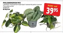 Jem&Fix PHILODENDRON MIX erbjuda