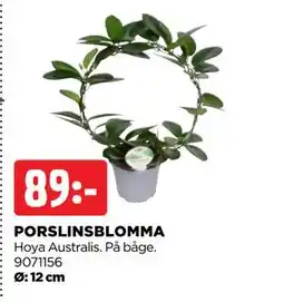 Jem&Fix PORSLINSBLOMMA erbjuda