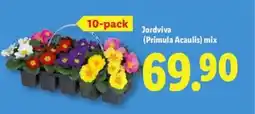 Lidl Jordviva (Primula Acaulis) mix erbjuda