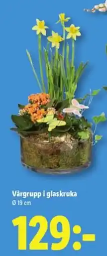 Lidl Vårgrupp i glaskruka erbjuda