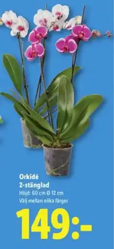 Lidl Orkidé 2-stänglad erbjuda