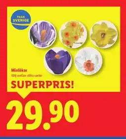 Lidl Mixlökar erbjuda