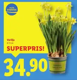 Lidl Vȧrlilja erbjuda