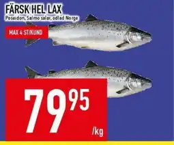 Matdax Färsk hel lax erbjuda