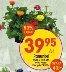 EKO Ranunkel erbjuda