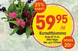 EKO Kornettblomma erbjuda