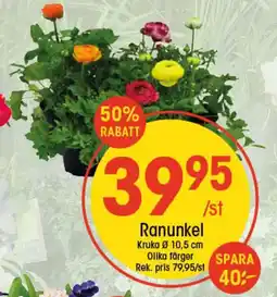 EKO Ranunkel erbjuda
