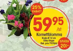 EKO Kornettblomma erbjuda