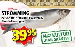 Matvärlden Tensta STRÖMMING erbjuda
