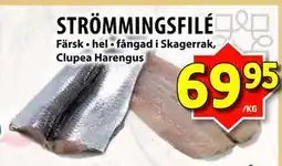 Matvärlden Tensta STRÖMMINGSFILÉ erbjuda