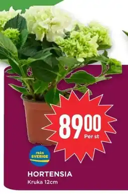 Willys Hortensia erbjuda