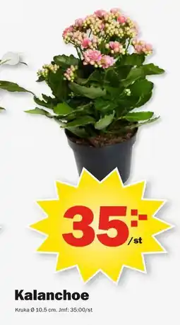 Pekås Kalanchoe erbjuda