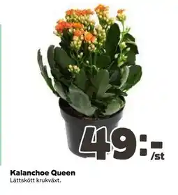 Coop Daglivs Kalanchoe Queen erbjuda