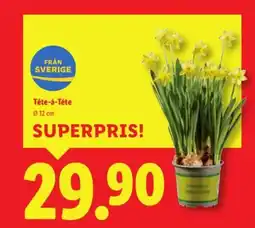 Lidl Téte-á-téte erbjuda