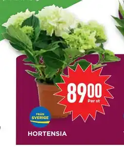 Willys Hemma HORTENSIA erbjuda