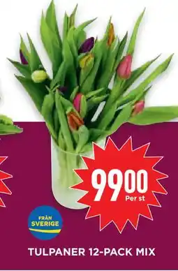 Willys Hemma TULPANER 12-PACK MIX erbjuda