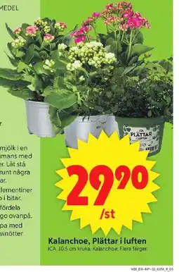 ICA Supermarket Kalanchoe, Plättar i luften erbjuda