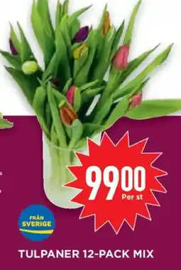 Willys Tulpaner 12-pack mix erbjuda