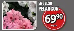 Extra Mjällby Stormarknad Engelsk pelargon erbjuda