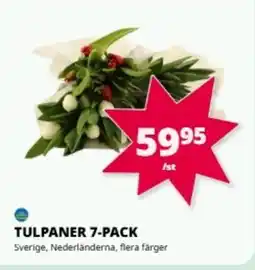 Tempo Tulpaner 7-pack erbjuda
