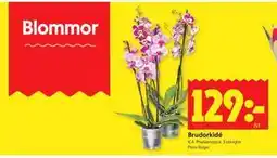 ICA Kvantum Brudorkidé erbjuda