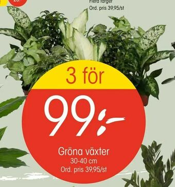 EKO Gröna växter erbjuda