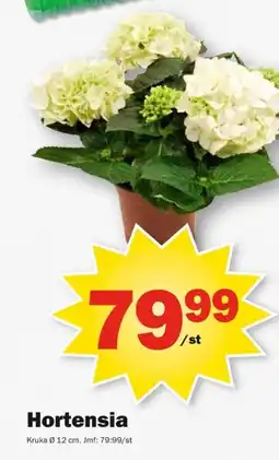 Pekås Hortensia erbjuda